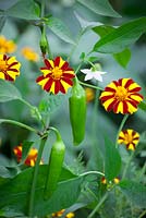 Companion planting of Tagetes patula 'Tall Scotch Prize' - French marigold with Chilli 'Hungarian Hot Wax'