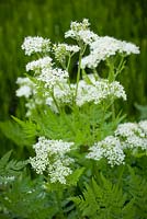 Myrrhis odorata - Sweet Cicely