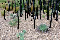 Striving For Survival. Stained Branches in gravel bed. Designers: Holly Fleming Sponsors: Pancreatic Cancer Action. RHS Hampton Court Palace Flower Show 2016