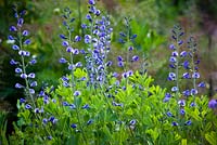 Baptisia Australis 'False Indigo'