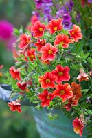 Calibrachoa Million Bells 'Terracotta'