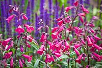 Penstemon 'Garnet' syn. P. 'Andenken an Friedrich Hahn' AGM in front of Salvia nemorosa 'Ostfriesland' AGM syn. Salvia superba 'East Friesland' 