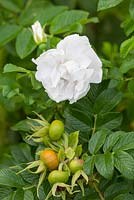 Rosa 'Blanche Double de Coubert' syn. Rosa rugosa 'Blanc Double de Coubert'