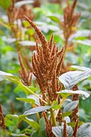 Amaranthus Cruentus 'Hot Biscuits'