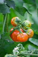 Aubergine 'Turkish Orange'. Eggplant