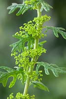 Chenopodium botrys syn. Dysphania botrys. Jerusalem oak goosefoot