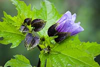 Nicandra physalodes - Shoo-fly plant, Apple of Peru, Apple of Sodom, Peruvian bluebell