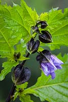 Nicandra Physalodes. Shoo-fly plant, Apple of Peru, Apple of Sodom, Peruvian bluebell.