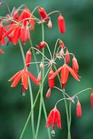 Bessera Elegans. Coral drops