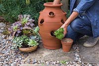 Step by step - Place the Succulents inside the planter