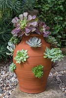 A large terracotta Strawberry planter used to display a variety of Succulents