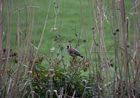 Goldfinch - Carduelis carduelis in garden border with grasses and Euphobia in February. 