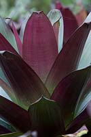 Alcantarea imperialis, 'Silver Plum',  detail showing its large strappy dark purple leaves.