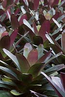 Alcantarea imperialis rubra, a mass planting in a garden showing its large strappy grey green leaves blushed with purple.