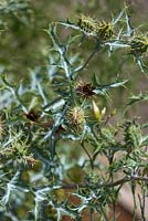 Argemone ochroleuca, Mexican Poppy, bi-coloured grey green and white spiky leaves and green uripe and brown open seed capsules covered in spines.