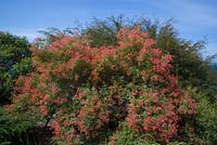 Ceratopetalum gummiferum 'Albery's Red', NSW Christmas bush, small tree with small red flowers.