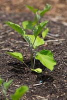 Solanum melongena 'Supreme', eggplant seedlings growing in a vegetable garden.