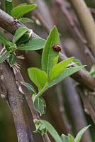 Harlequin Ladybird f. succinea on new Willow leaves