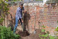 Plant the common Hornbeam in the hole below ground level