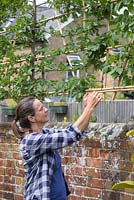 Secure the garden canes of the common Hornbeam Espaliers together with heavy duty garden wire