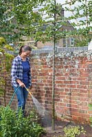 Give the common Hornbeam Espalier trees a good water