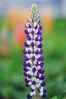 Lupinus 'Jupiter'