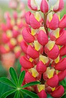 Lupinus 'Tequila Flame'