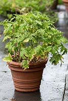 Pelargonium 'Mabel Grey'