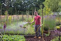 A man using a garden hose to water a row of Lavender
