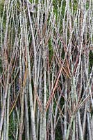 A bundle of Scarlet Willow - Salix alba var. vitellina 'Britzensis'