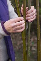 Weave some of the Scarlet Willow branches to strengthen the support