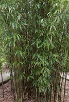 Semiarundinaria fastuosa - Narihira bamboo - May