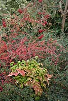 Cotoneaster horizontalis, Nandina domestica 'Firepower' and Sorbus - November