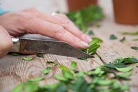 Remove 1cm of the stem from the bottom of the Buxus cutting