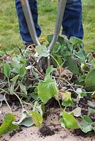 Insert the garden forks into the Phlomis russeliana clump in opposite directions and pry apart