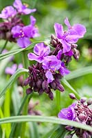 Tradescantia 'Concorde Grape'