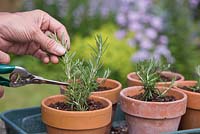 Removing some side shoots on the Creeping Rosemary cuttings to encourage the plant to bush out