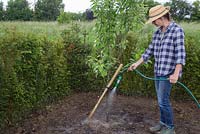 Watering Malus domestica 'Egremont Russet'