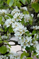Pyrus communis 'Doyenne du Comice' - Pear tree blossom