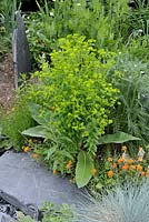 Euphorbia and Helianthemum 'Bronzeteppich''Le jardin des emergences' designed by Pierre Lavaud and David Simonson at the Festival International des Jardins 2016, Chaumont-sur-Loire, France