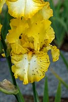 Gnats on Iris germanica 'Light Beam' attracted by yellow colour