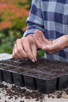 Sowing Myosotis 'Victoria Azure Blue' seeds into modules