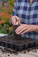 Covering Myosotis 'Victoria Azure Blue' seeds with a thin layer of compost