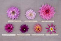 Mixture of pink toned Dahlias on wooden surface with lolly stick labels. From top left to right - Dahlia 'Karma Amanda', Dahlia 'La Tour', Dahlia 'Otto's Thrill', Dahlia 'Art Nouveau', Dahlia 'Ambition', Dahlia 'Karma Sangria' and Dahlia 'Honka Pink'