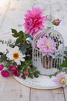 Still life arrangement featuring a bird cage and pink toned Dahlias. Dahlia 'Otto's Thrill', Dahlia 'La Tour' and Dahlia 'HS Princess'