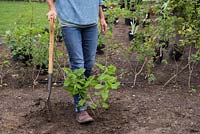 Heeling in Buddleja 'Lochinch'