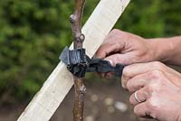 Securing the wooden stake to the tree with a heavy duty tree tie