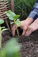 Planting Lagenaria siceraria 'Birdhouse' at the base of wicker teepee