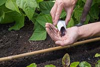 Emptying Turnip 'Purple Top Milan' seeds into palm of hand