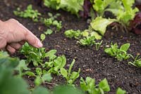 Thinning Spinach 'Medania'